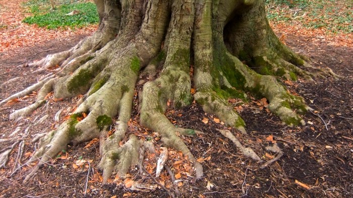 Resolved: Looking at my roots