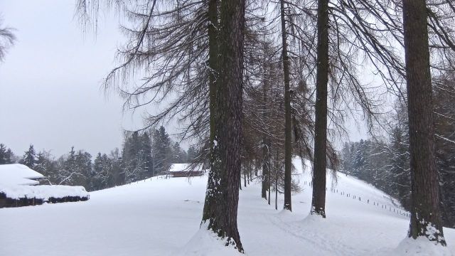 Eine Bergallee aus Lärchen auf der Krete des Sonnenbergs - The crest trail on the Sonnenberg near Lucerne, lined by majestic larch (tamarack) trees.