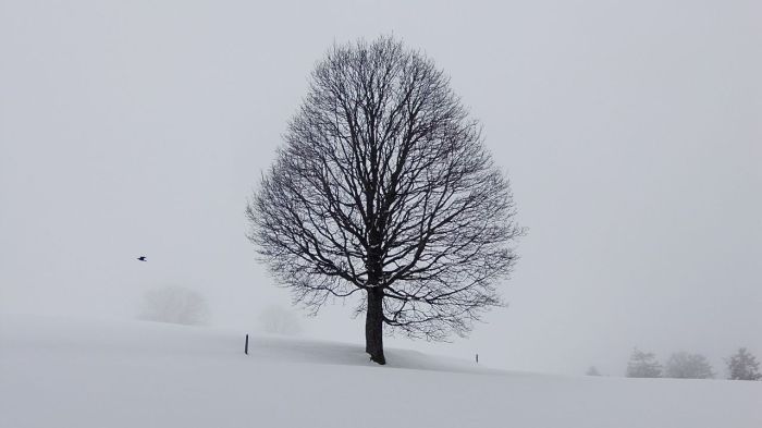 Bergahorn, allein auf weiter Flur [in der Nähe des Kraftortes Heiligkreuz] - A solitary Great (or Sycamore) Maple tree [near Heiligkreuz, a place of strength]. 