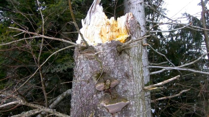 Ein treuer Wegbegleiter im Entlebuch - A forest spirit manifesting itself in the Entlebuch valley.