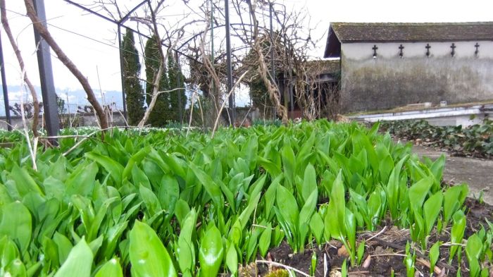 Allium ursinum (Bärlauch; Wild Garlic) in the monastery garden at Rapperswil. This unassuming green is a welcomed addition to the early spring diet, providing a source of enjoyment and well-being for those who set out to harvest it.