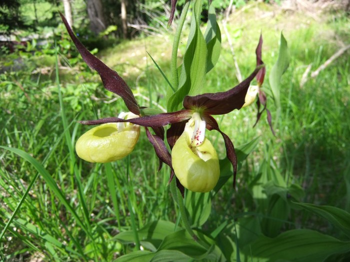 Cypripedium calceolus - Gelber Frauenschuh - Lady Slipper