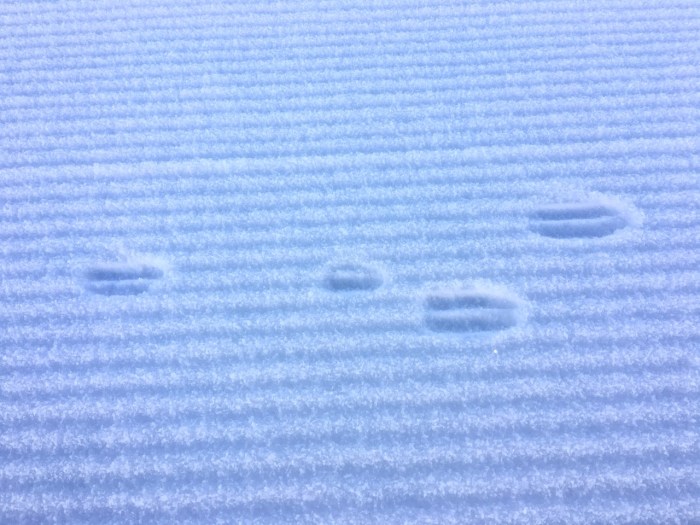 Who was here first - the show machine or the mountain hare?