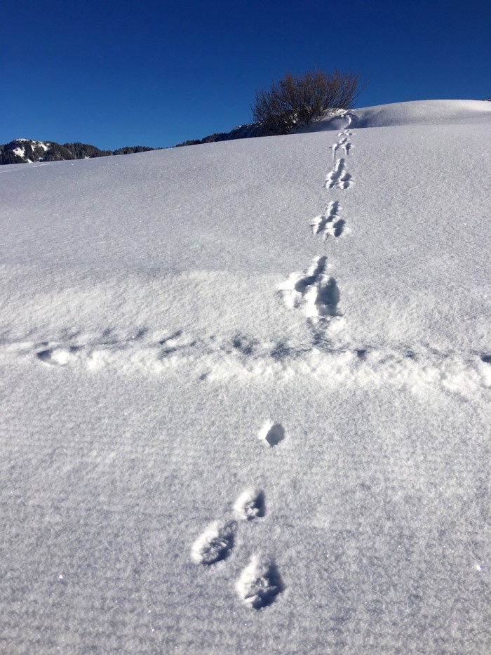 tracks of Lepus timidus, with the hare long gone!